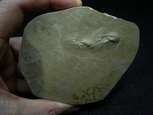 Fährtenplatte aus dem Muschelkalk