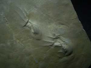 Fährtenplatte aus dem Muschelkalk