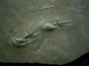 Fährtenplatte aus dem Muschelkalk