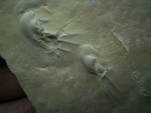 Fährtenplatte aus dem Muschelkalk