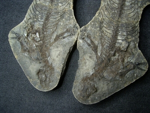 Barasaurus Skelett, beide Seiten