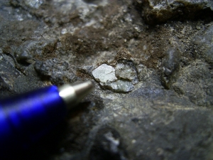 Barasaurus Skelett, beide Seiten