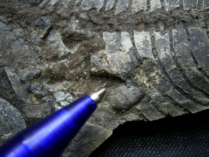 Barasaurus Skelett, beide Seiten