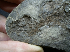 Barasaurus Skelett, beide Seiten