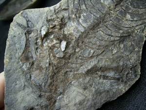 Barasaurus Skelett, beide Seiten