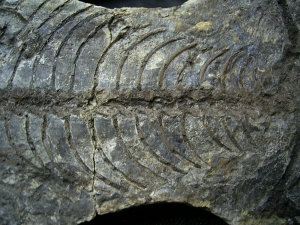 Barasaurus Skelett, beide Seiten