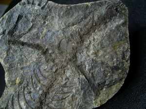 Barasaurus Skelett, beide Seiten