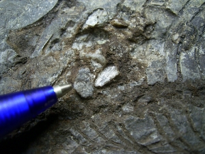 Barasaurus Skelett, beide Seiten