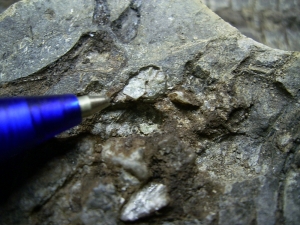 Barasaurus Skelett, beide Seiten