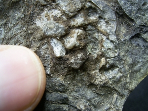 Barasaurus Skelett, beide Seiten