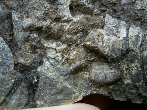 Barasaurus Skelett, beide Seiten