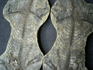 Barasaurus Skelett, beide Seiten