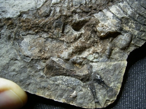 Barasaurus Skelett, beide Seiten