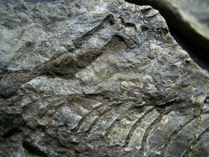 Barasaurus Skelett, beide Seiten