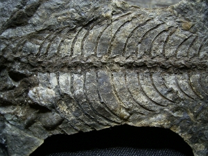 Barasaurus Skelett, beide Seiten