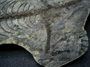 Barasaurus Skelett, beide Seiten