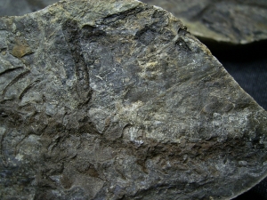 Barasaurus Skelett, beide Seiten