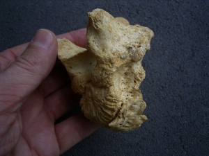 Höhlenbär Wirbel - pathologisch