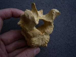 Höhlenbär Wirbel - pathologisch