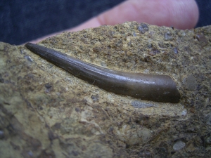 Tanystropheus Zahn, Muschelkalk