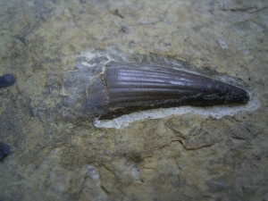Mastodonsaurus Zahn aus dem Muschelkalk