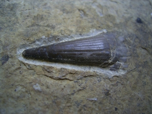 Mastodonsaurus Zahn aus dem Muschelkalk
