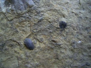 Mastodonsaurus Zahn aus dem Muschelkalk