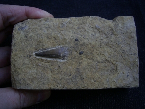 Mastodonsaurus Zahn aus dem Muschelkalk