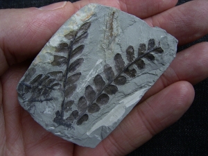 Pflanzenfossil aus dem Perm von Bad Sobernheim