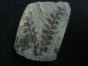 Pflanzenfossil aus dem Perm von Bad Sobernheim