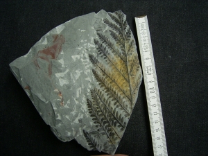 Tolle Pflanzenplatte von geschlossener Fundstelle