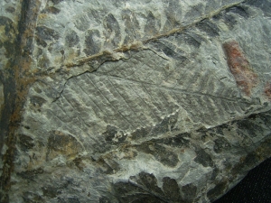 Tolle Pflanzenplatte von geschlossener Fundstelle