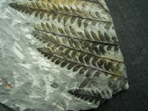 Tolle Pflanzenplatte von geschlossener Fundstelle