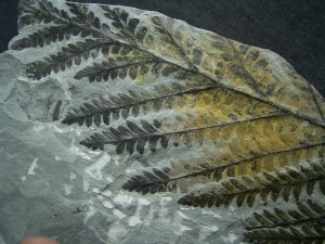 Tolle Pflanzenplatte von geschlossener Fundstelle