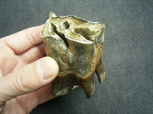 Wollhaarnashorn Zahn