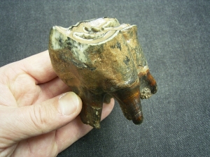 Wollhaarnashorn Zahn