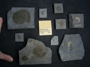 Kleine feine Sammlung