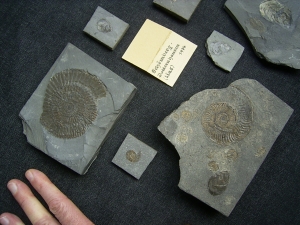 Kleine feine Sammlung