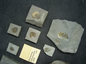 Kleine feine Sammlung