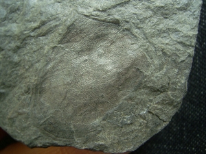 Panzerfisch Fossil aus dem Devon