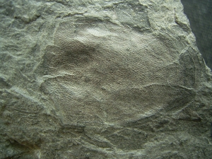 Panzerfisch Fossil aus dem Devon