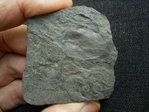 Panzerfisch Fossil aus dem Devon