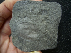 Panzerfisch Fossil aus dem Devon