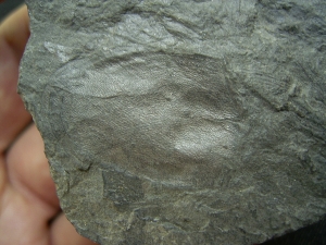 Panzerfisch Fossil aus dem Devon
