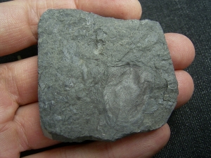 Panzerfisch Fossil aus dem Devon