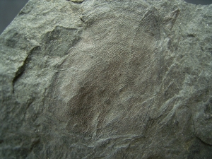 Panzerfisch Fossil aus dem Devon