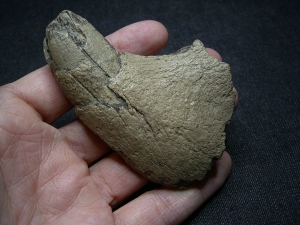 Cave Lion skull piece with Canine