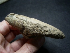 Cave Lion skull piece with Canine