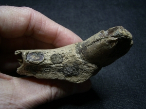 Cave Lion skull piece with Canine