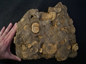 Ammonite slab of famous classic location #2